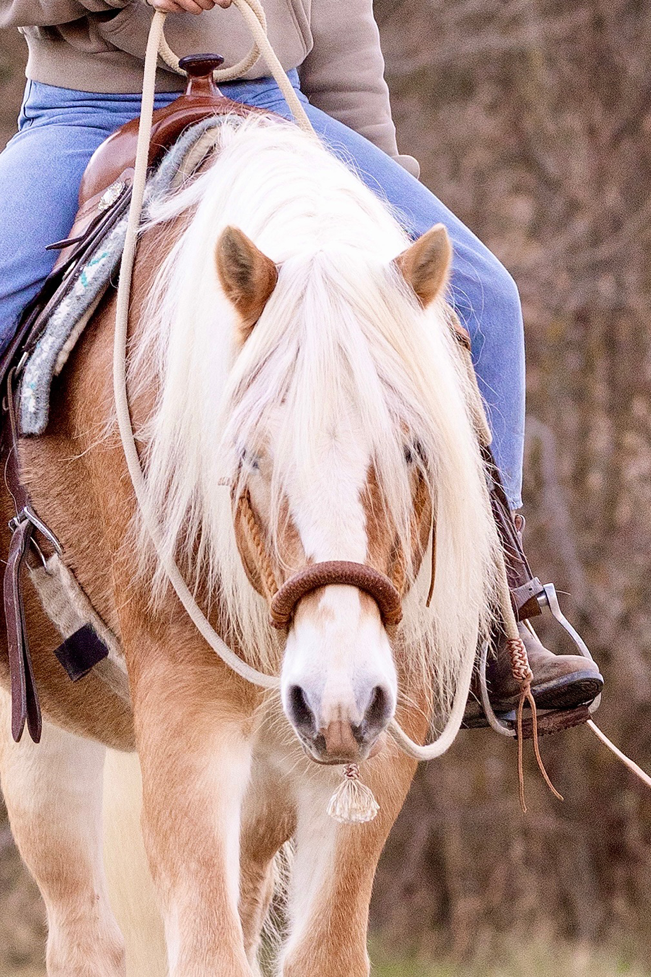 Haflinger Luigi beim Pferdetraining