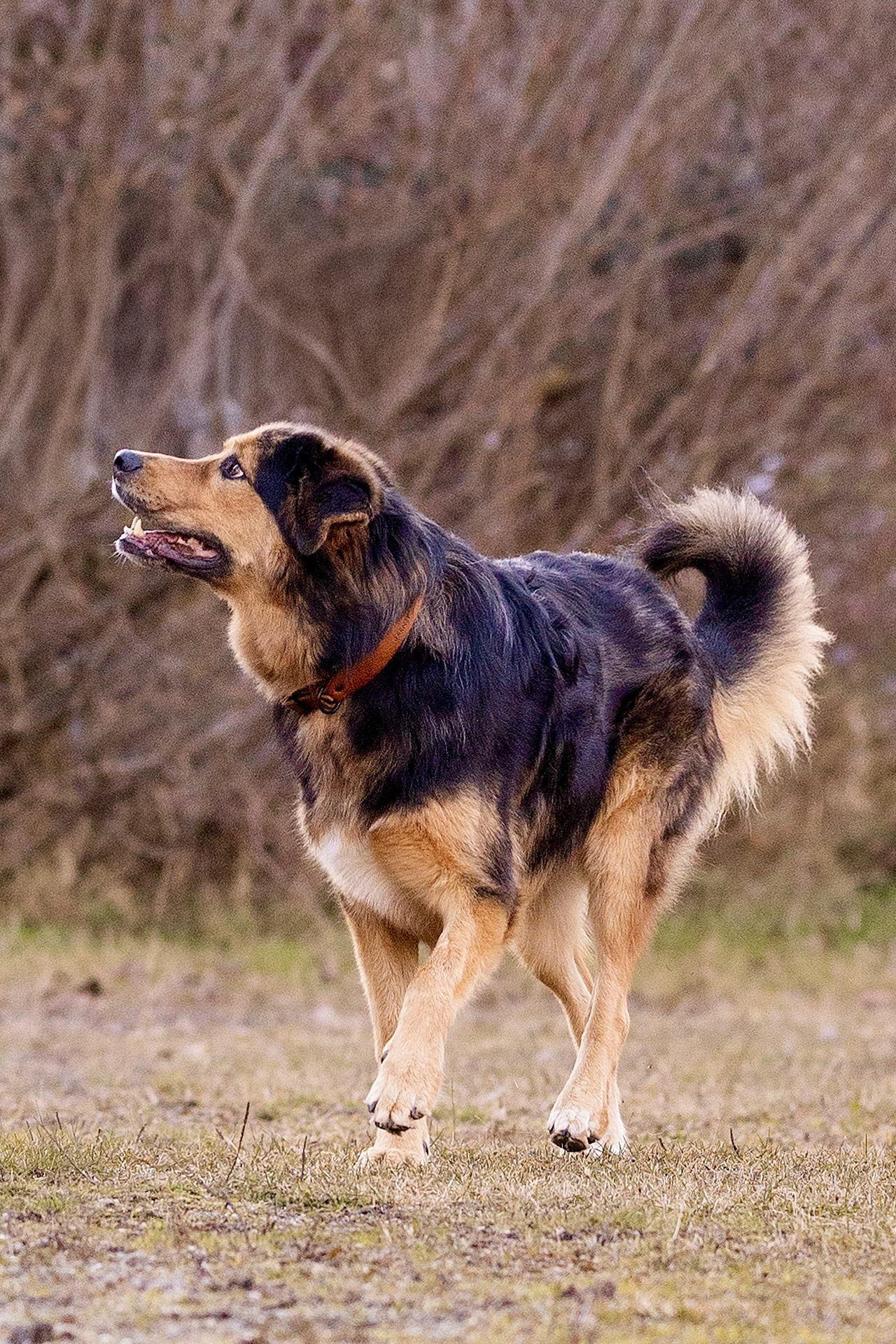 Trainingshund Barney beim Training