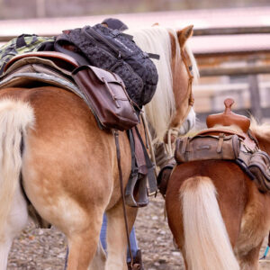 Haflingerhengst Luigi mit Mini Shetland Pony Joshi beim Training
