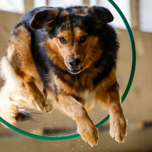 Hundetraining mit Reifen