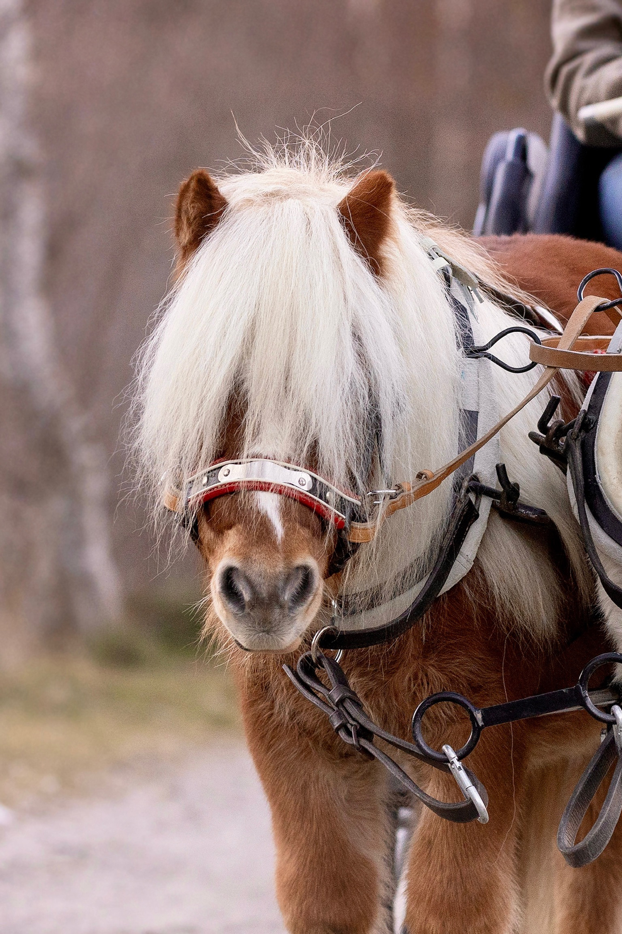 Mini Shetland Pony Joshi beim Kutschefahren