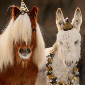 Ponys und Esel Pedro mit Partyhüten