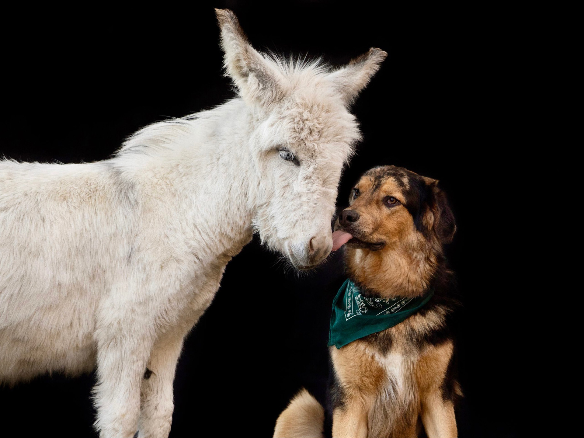 Zwergesel Pedro mit Hund Barney