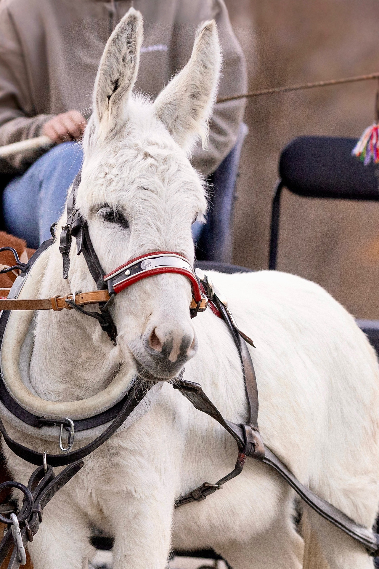 Mini Zwergesel Pedro mit Zaumzeug beim Kutschefahren