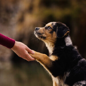 Alena Trojer beim Welpentraining
