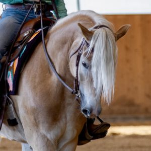 Haflinger Luigi beim Training