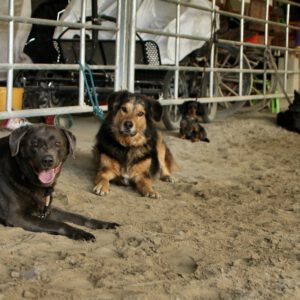 Hundebegegnungen