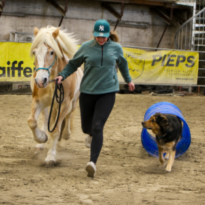 Dog & Horse Agility